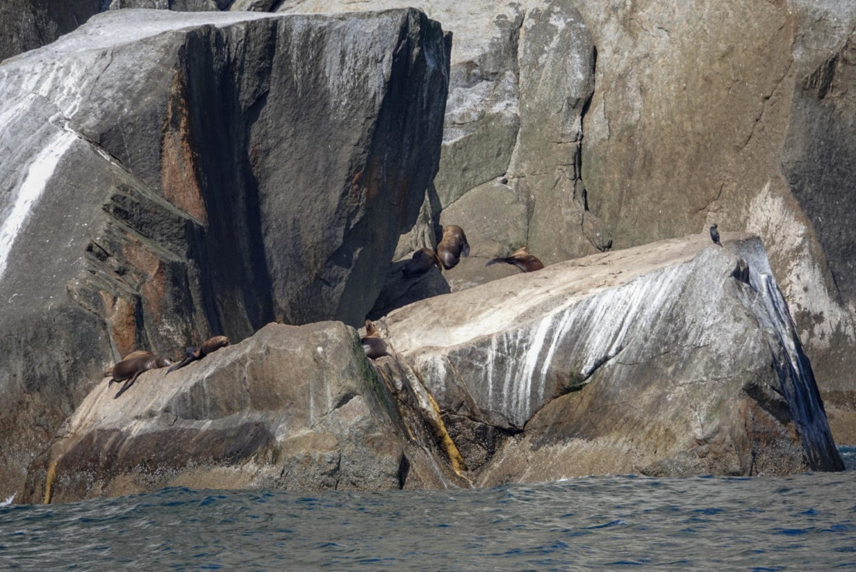 How to find Sea lions in Alaska