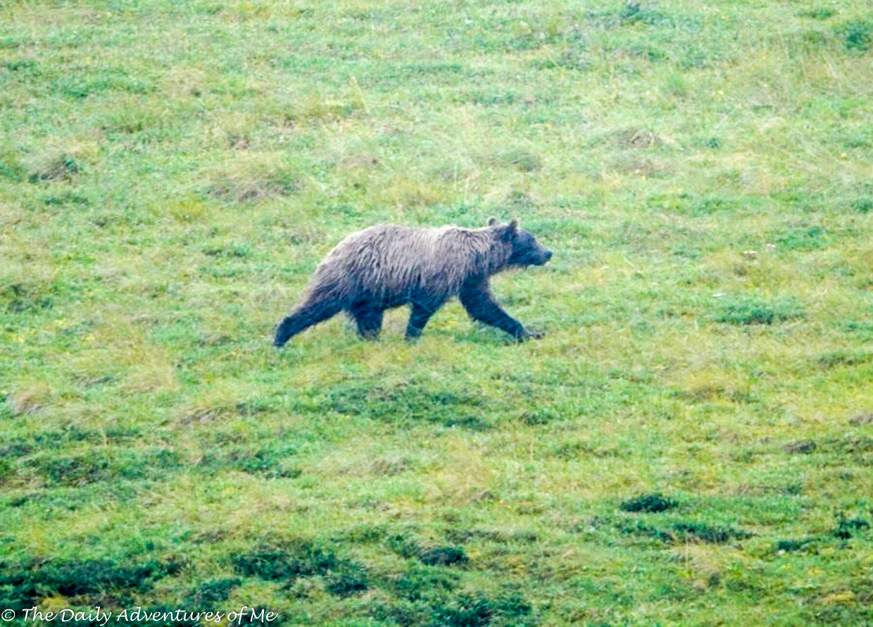 Where to find grizzly bears in Alaska