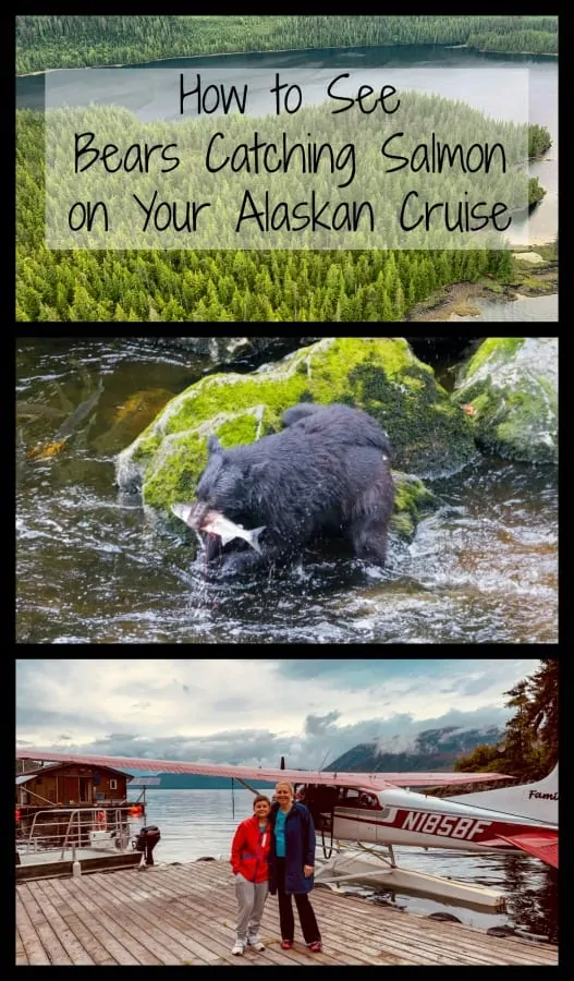 Seeing bears catching spawning salmon is a highlight of any traveler's life. Read on to find out the easiest and cheapest way to have the best chance of seeing this on your Alaskan cruise vacation. #Alaskancruise #cruising #bucketlist #USTravels