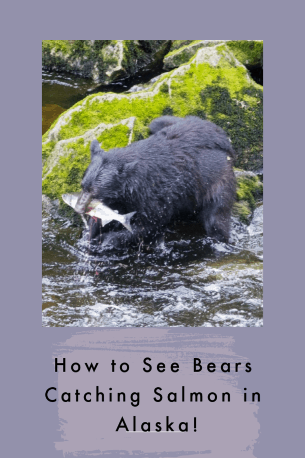 Want the experience of a lifetime on your Alaskan cruise? A trip to see the bears catching salmon at Anan Creek will have you walking through the world's largest intact deciduous rainforest after a floatplane ride! #bears #wildlife #bucketlist #Alaska #TBIN