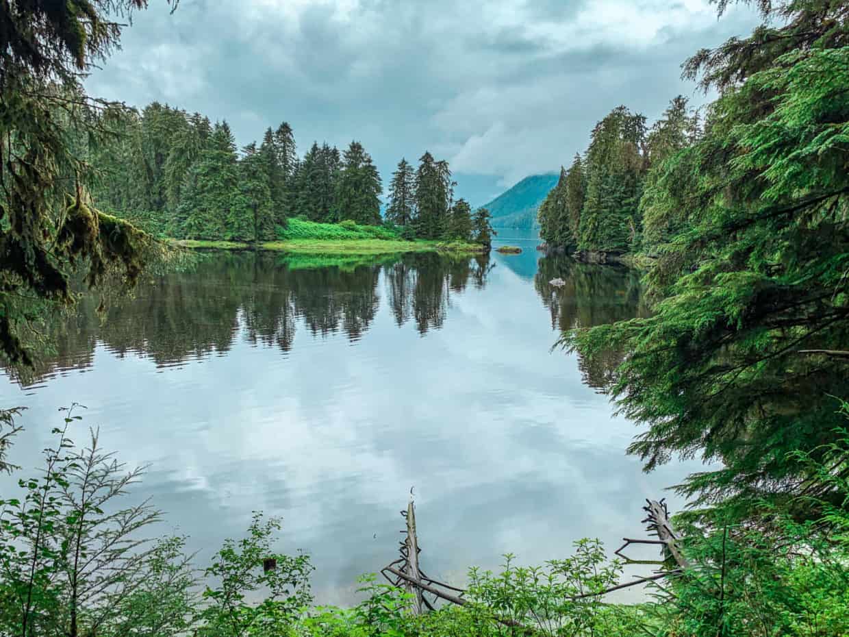 Tongass Rainforest Seeing bear in the Tongass National Forest
