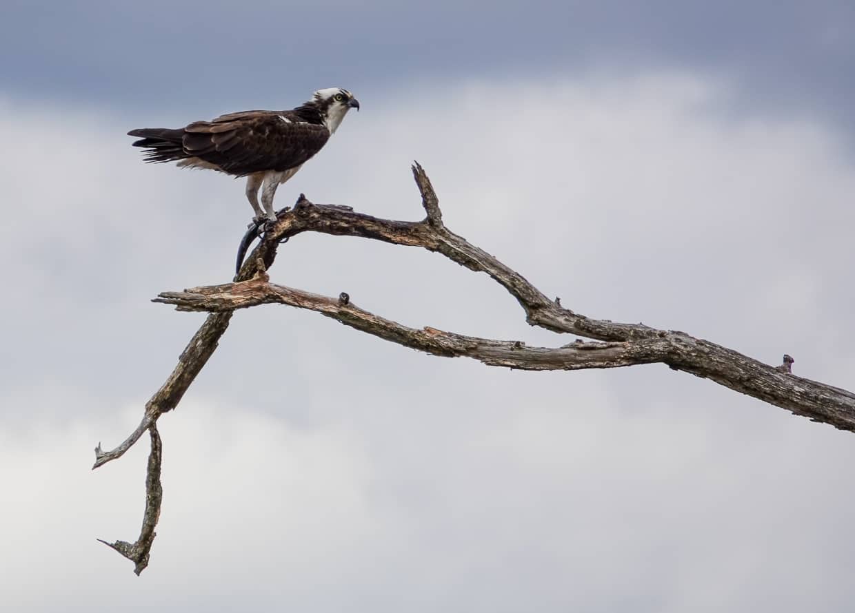 Rapters in Rhode Island