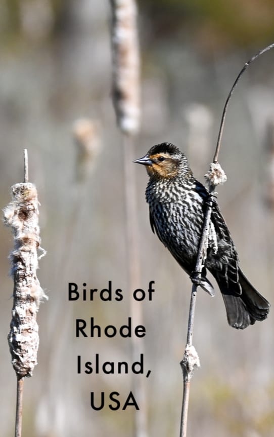 Rhode Islands State Bird