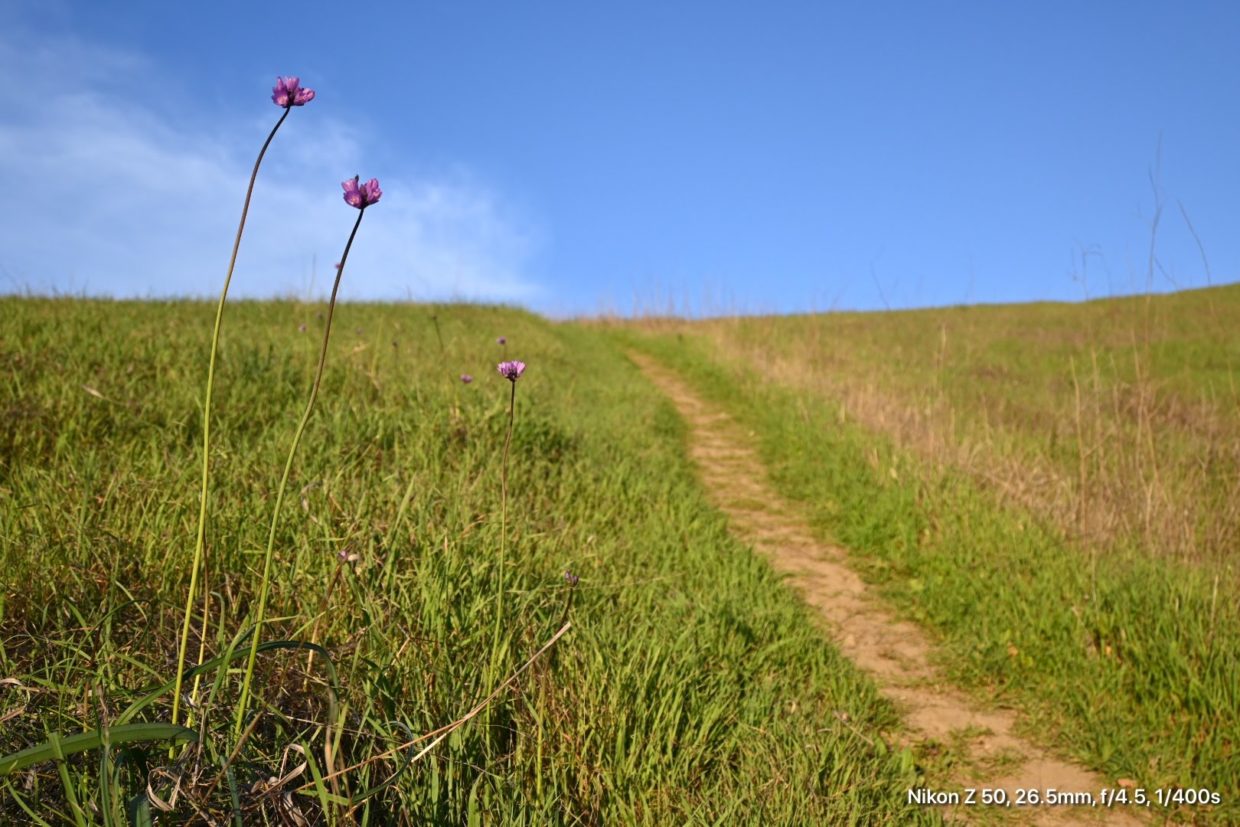 Gaviota Wild Flowers