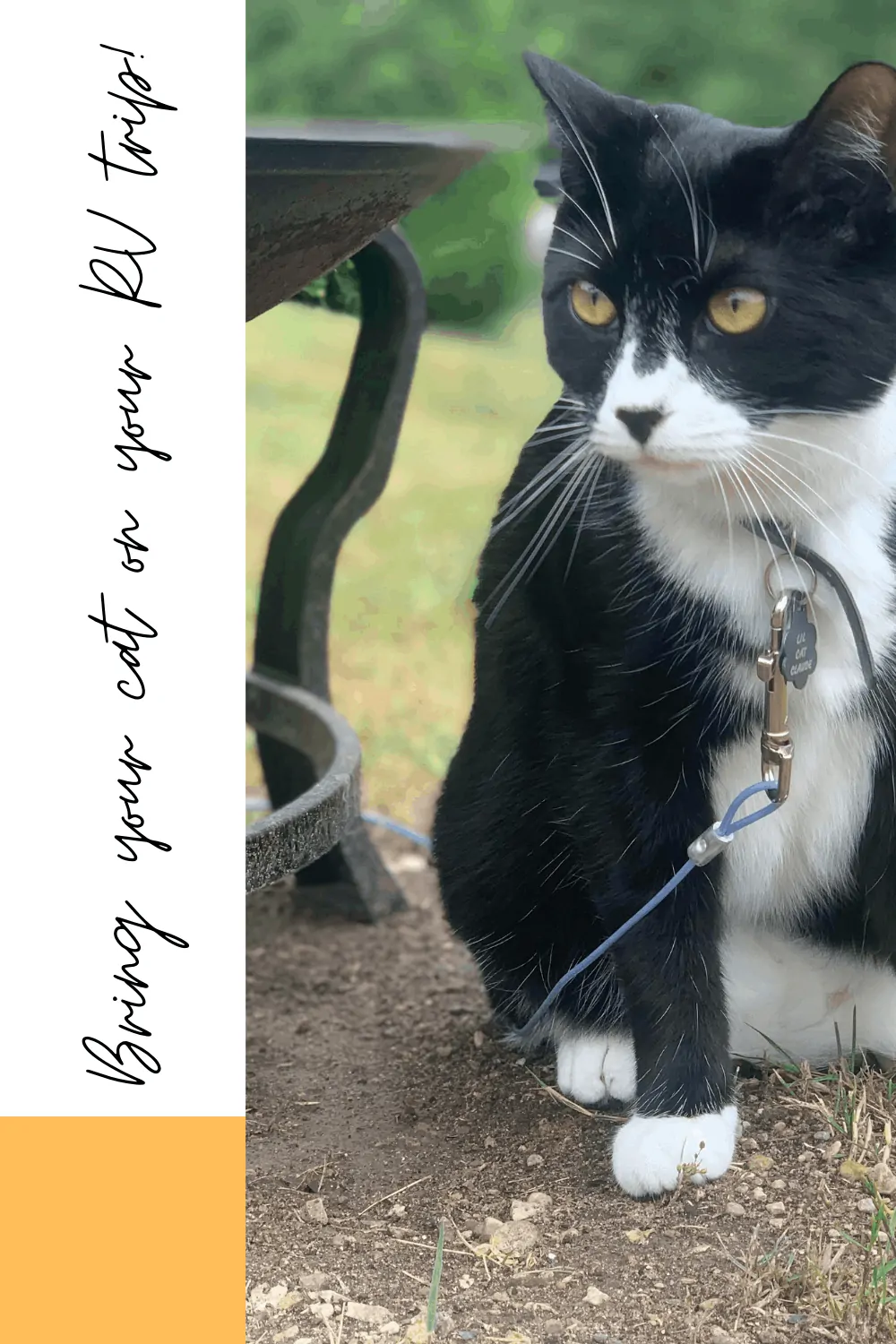 Can you bring your cat on your RV or camping trip? Yes. Read on for my kitten's RV journey. #cats #campingkitties #petsarefamily