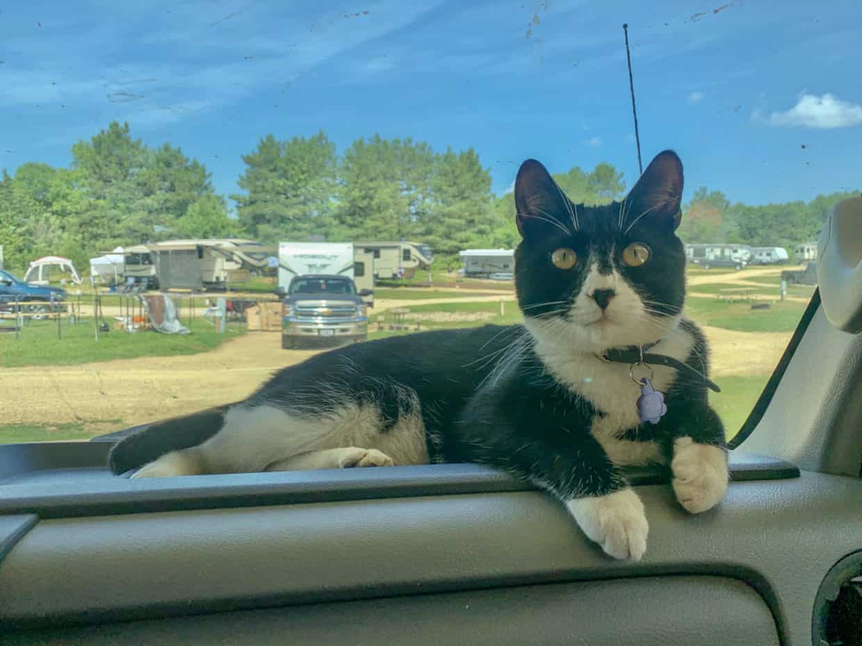 Cats on RV Trip