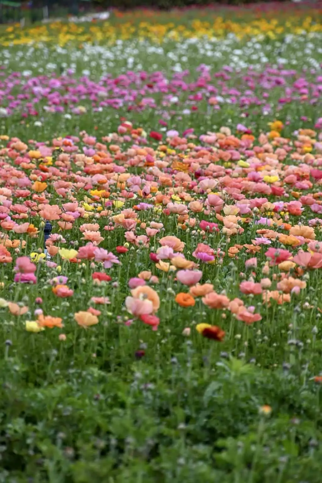 Looking for something fun to do in southern California in spring? Visit the ranunculus fields in Carlsbad. #flowerchasing #springinsouthernCalifornia