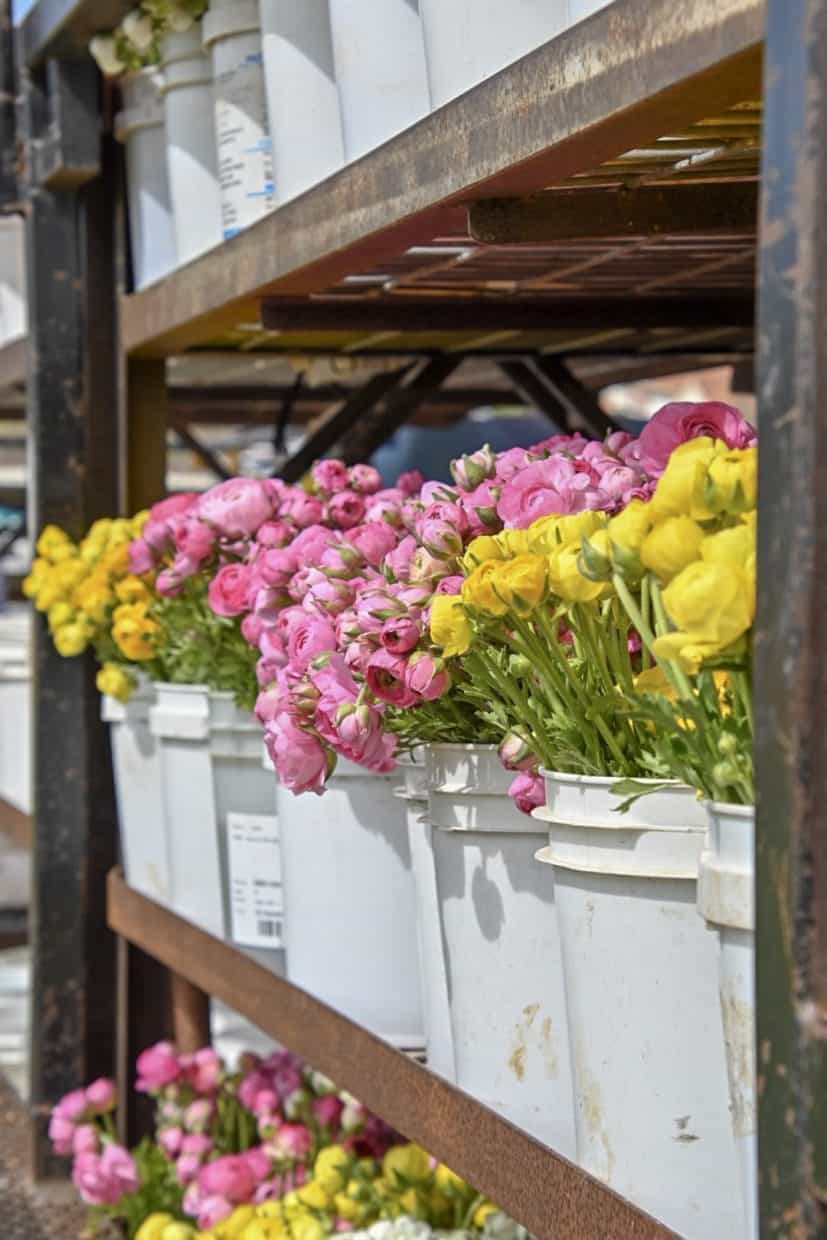 Did you know that almost 75 percent of cut flowers in the US are grown in California? These gorgeous ranunculus flowers are grown in Carlsbad and you can tour the fields. Read on for all the details. #flowers #California #thingstodoinsouthernCalifornia