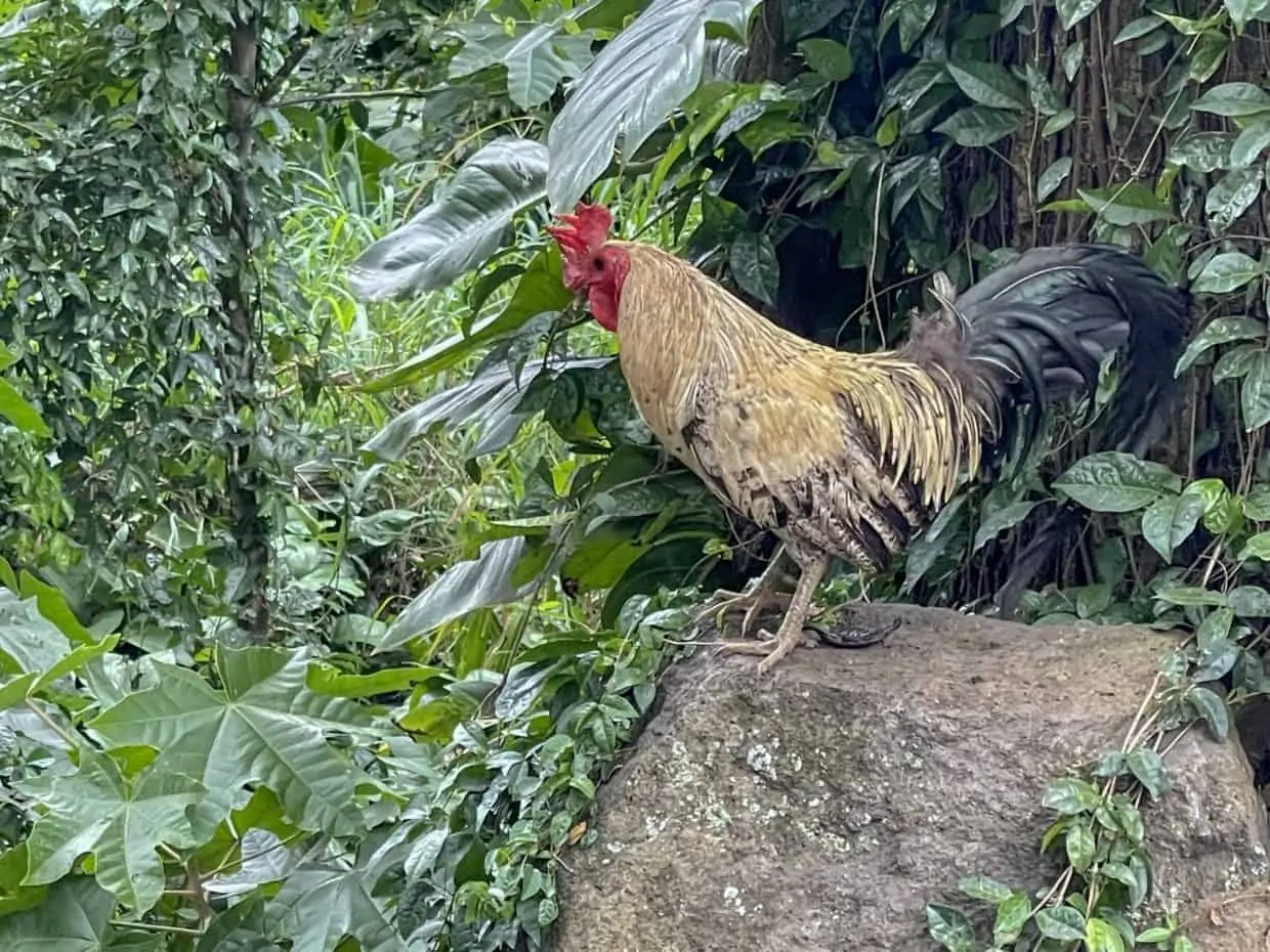 Chickens in Maui