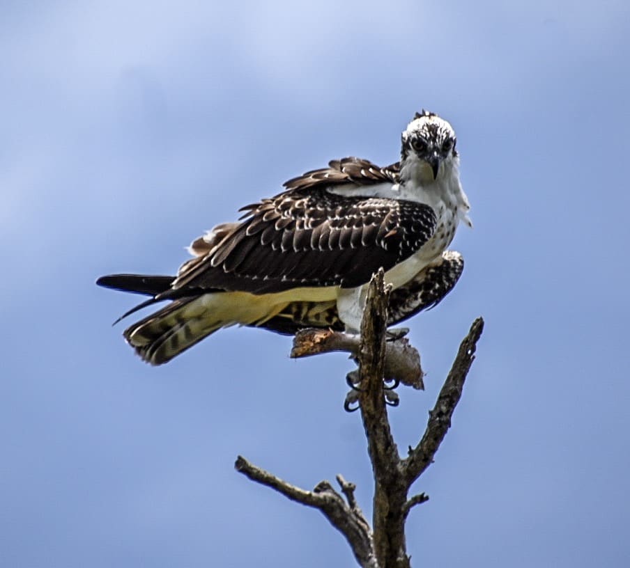 birds in the Everglades