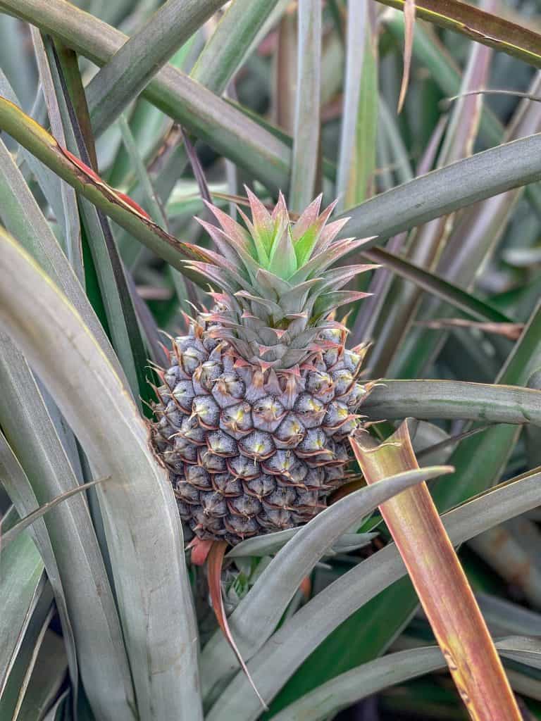 Get out onto Maui's pineapple farm and see how the fruit is grown and canned. #mauipineapple #thingstodoonmaui #mauihawaii