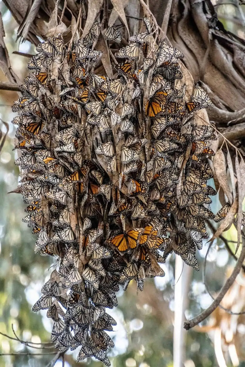 Santa Barbara butterfly grove
