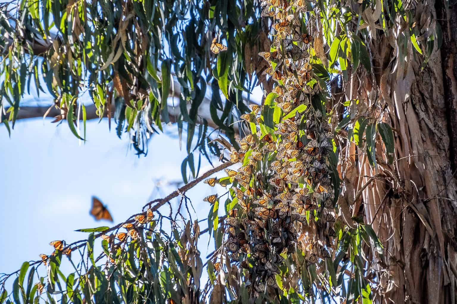How to See Monarch Butterflies Near Santa Barbara, California The