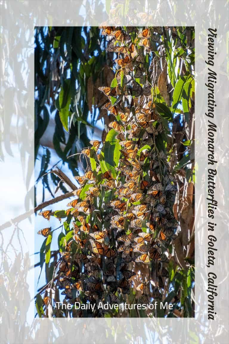 How to See Monarch Butterflies Near Santa Barbara, California The
