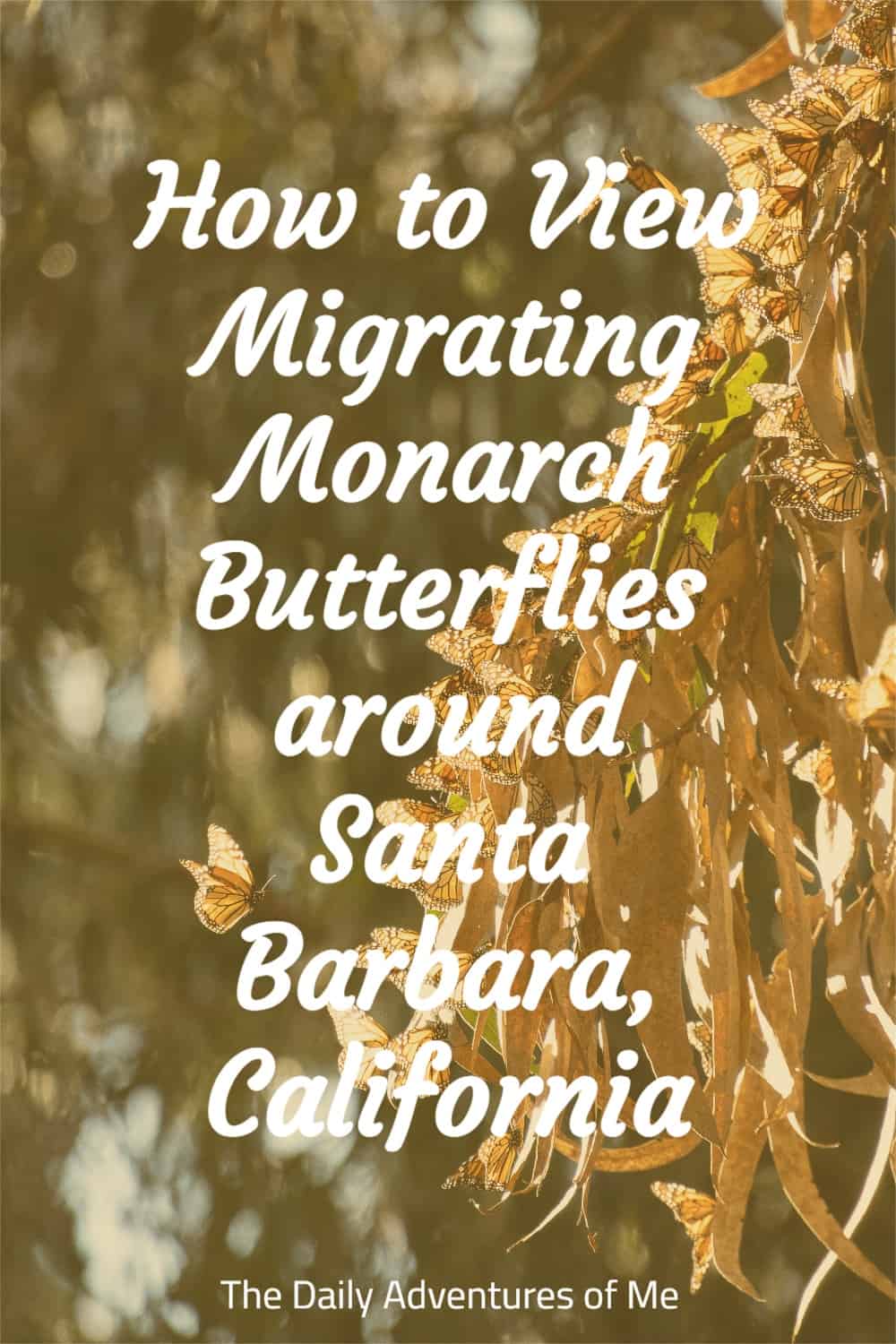 If you are visiting Santa Barbara from November to February, head out to see the migrating Monarch Butterflies. Read on to for the details on how to do it. #MonarchButterflies #thingstodoinCalifornia #GoletaCalifornia