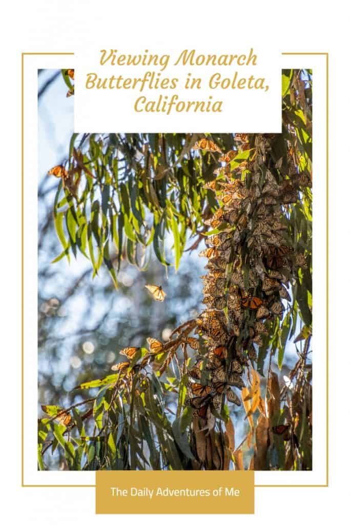 How to See Monarch Butterflies Near Santa Barbara, California The