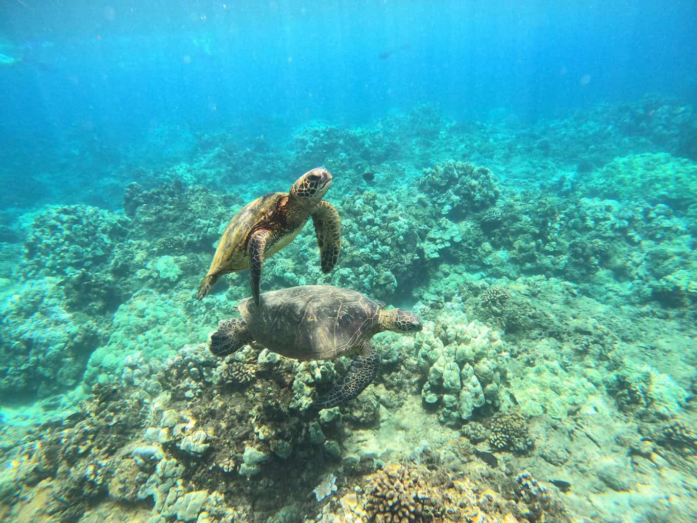 https://thedailyadventuresofme.com/wp-content/uploads/2022/03/Sea-Turtles-in-Maui-scaled.jpg