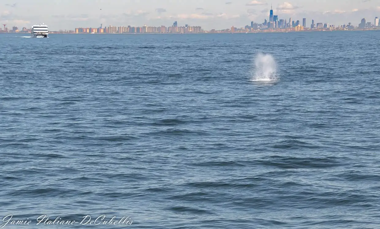 humpback whale new york harbor