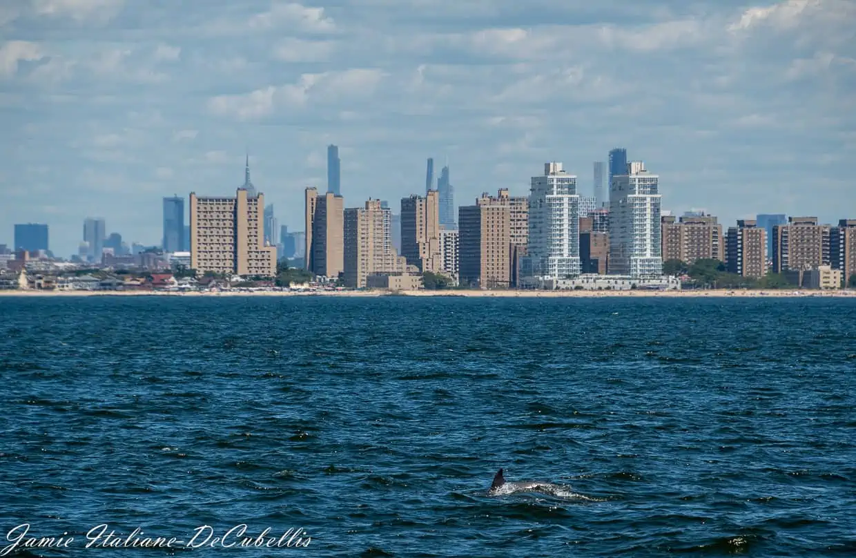 dolphins New York Harbor