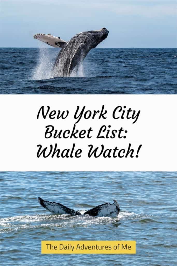 One of the most unexpected things to add to your list of things to do in New York City, USA is a whale watch, but it will also be one of your favorites! #hosted #eventcruisesNYC #NewYorkCity #whalewatch