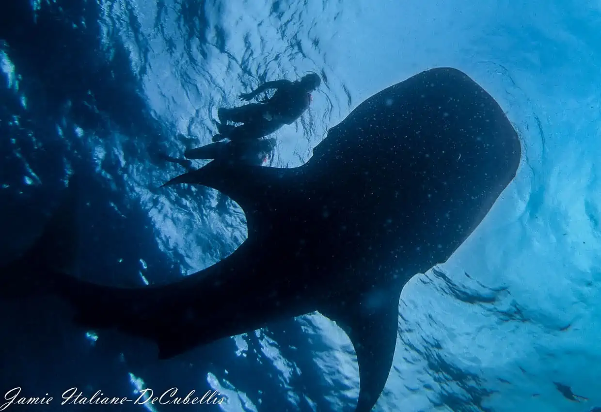 how to see whale sharks in Mexico