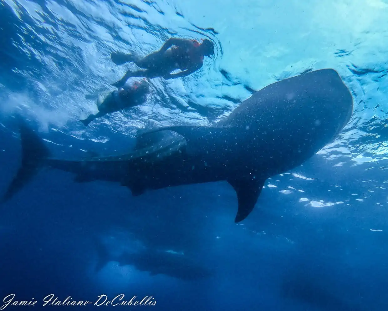 Mexico whale shark tour