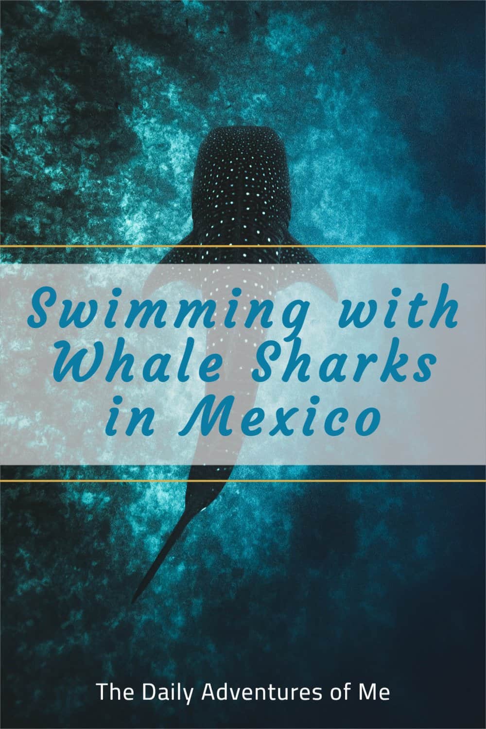 Swimming with Whale Sharks in Mexico The Daily Adventures of Me