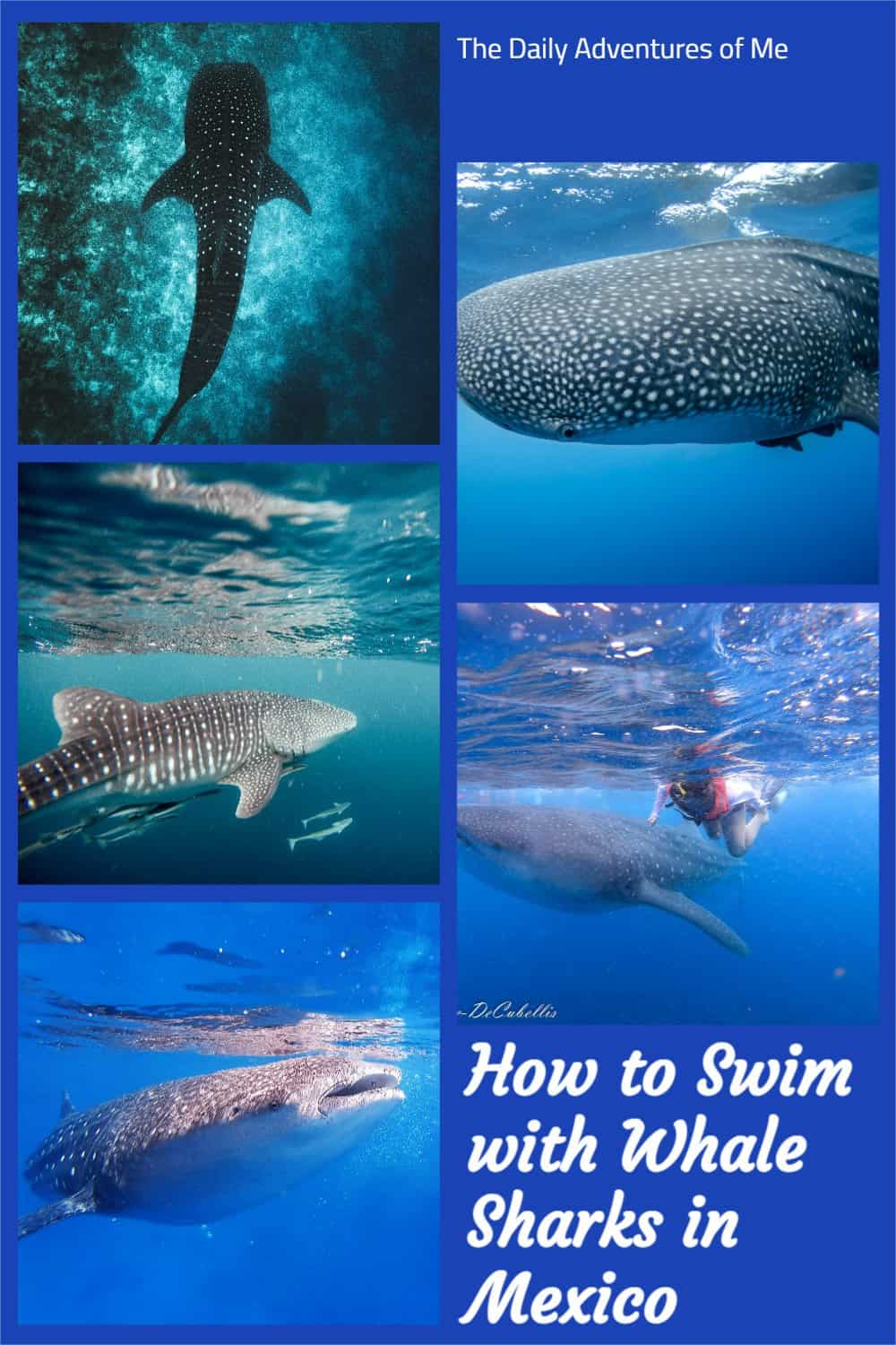 Take an adventure of a lifetime by swimming with whale sharks around Cancun, Mexico. #CancunBucketList #Swimmingwithsharks #visitMexico