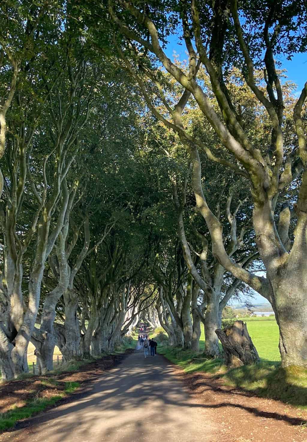 Picture of the Game of Thrones Sight, The Dark Hedges. Read on for things to do on a Dublin to Belfast day trip on the island of Ireland. #thingstodoonIreland