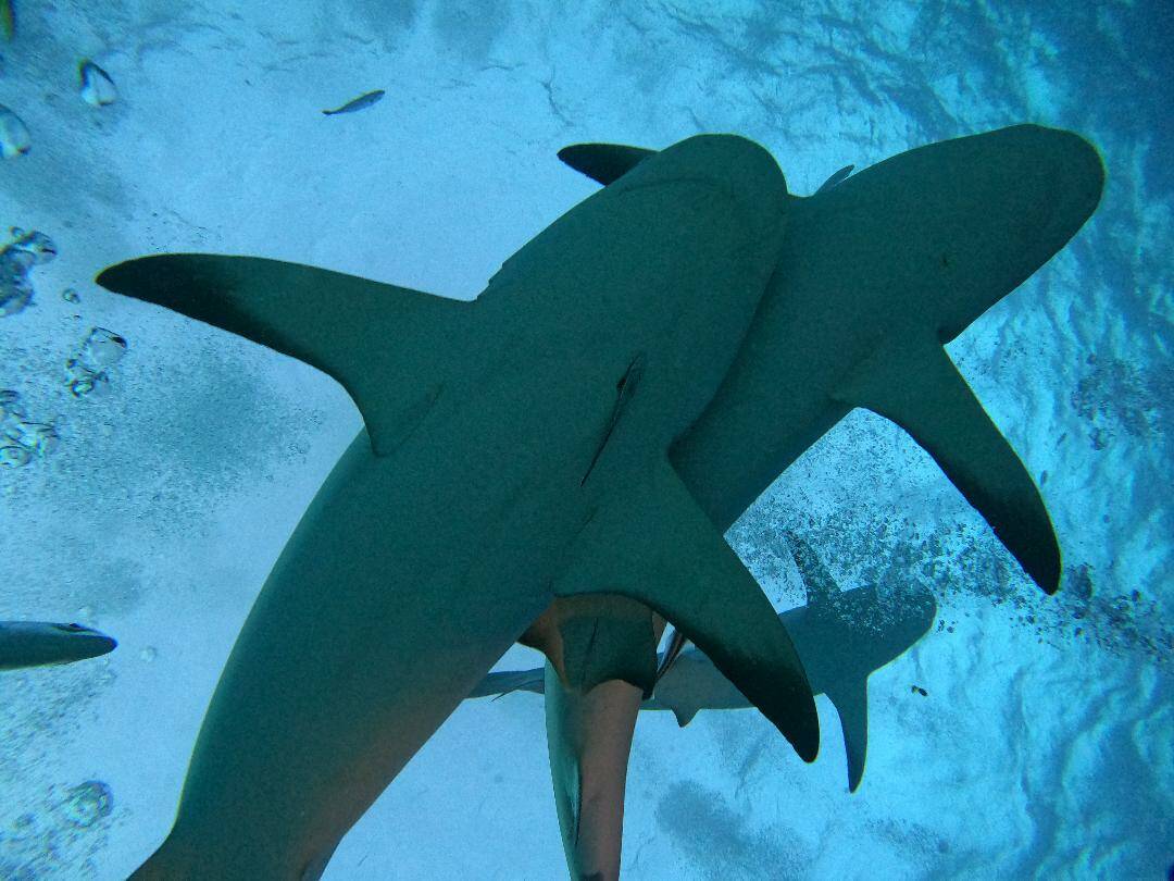 Caribbean reef sharks in the Bahamas