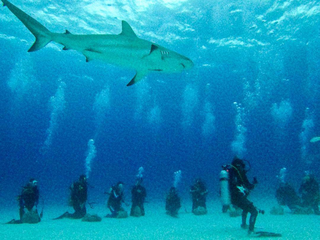 How to see sharks in the bahamas