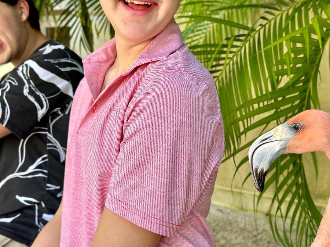 Flamingos in Nassau