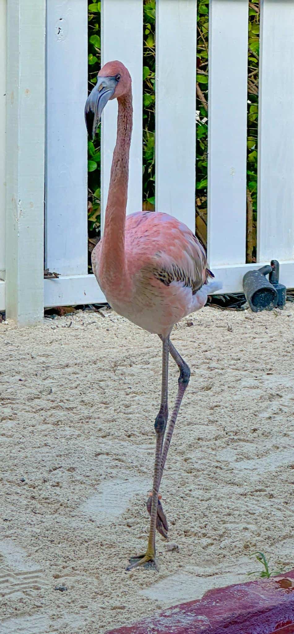 If you are looking for something to do in Nassau, Bahamas, head over to Bahamar and meet some baby flamingos. #whattodoinBahamas #flamingos