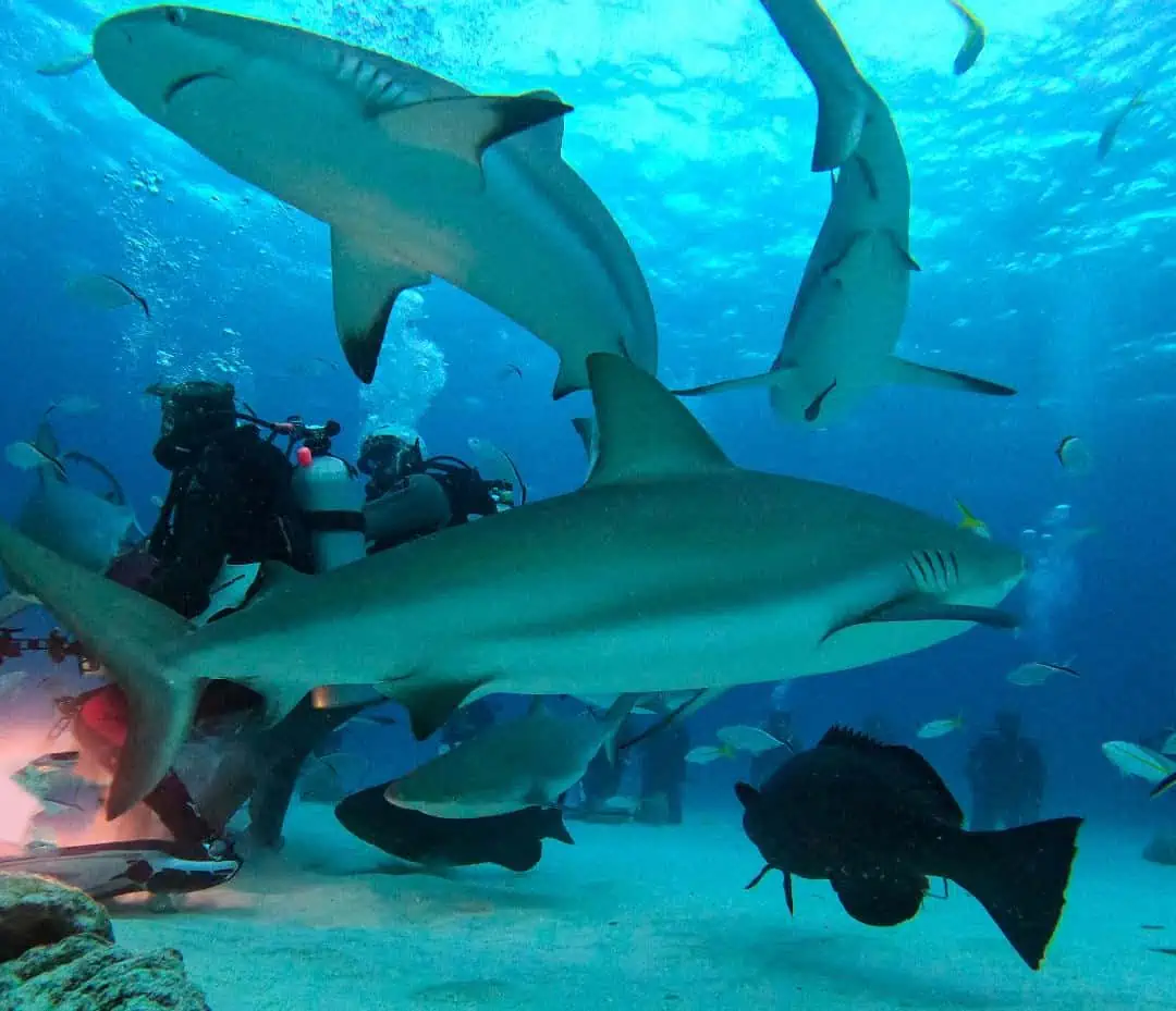 dive with sharks Nassau, Bahamas