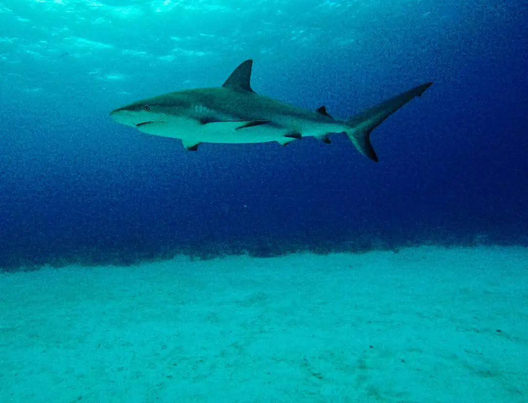 shark diving in the Bahamas