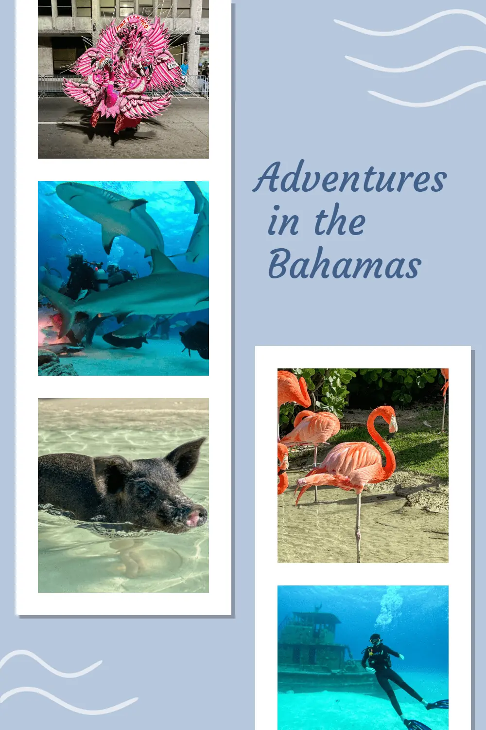 Although the Bahamas is very close to the US, it is a different world with many possibilities for adventures, including swimming with pigs and diving with sharks. #Bahamastravel
