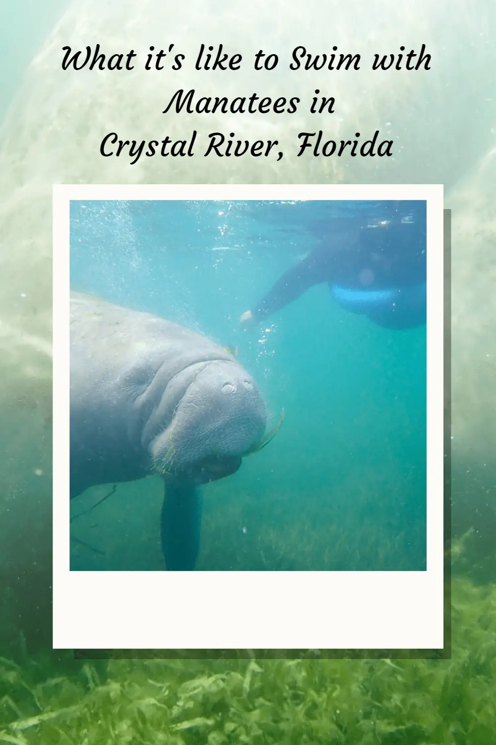 Read on for my family's experience getting into the water with wild manatees in Crystal River, Florida. #Florida #visitFlorida #wildlife