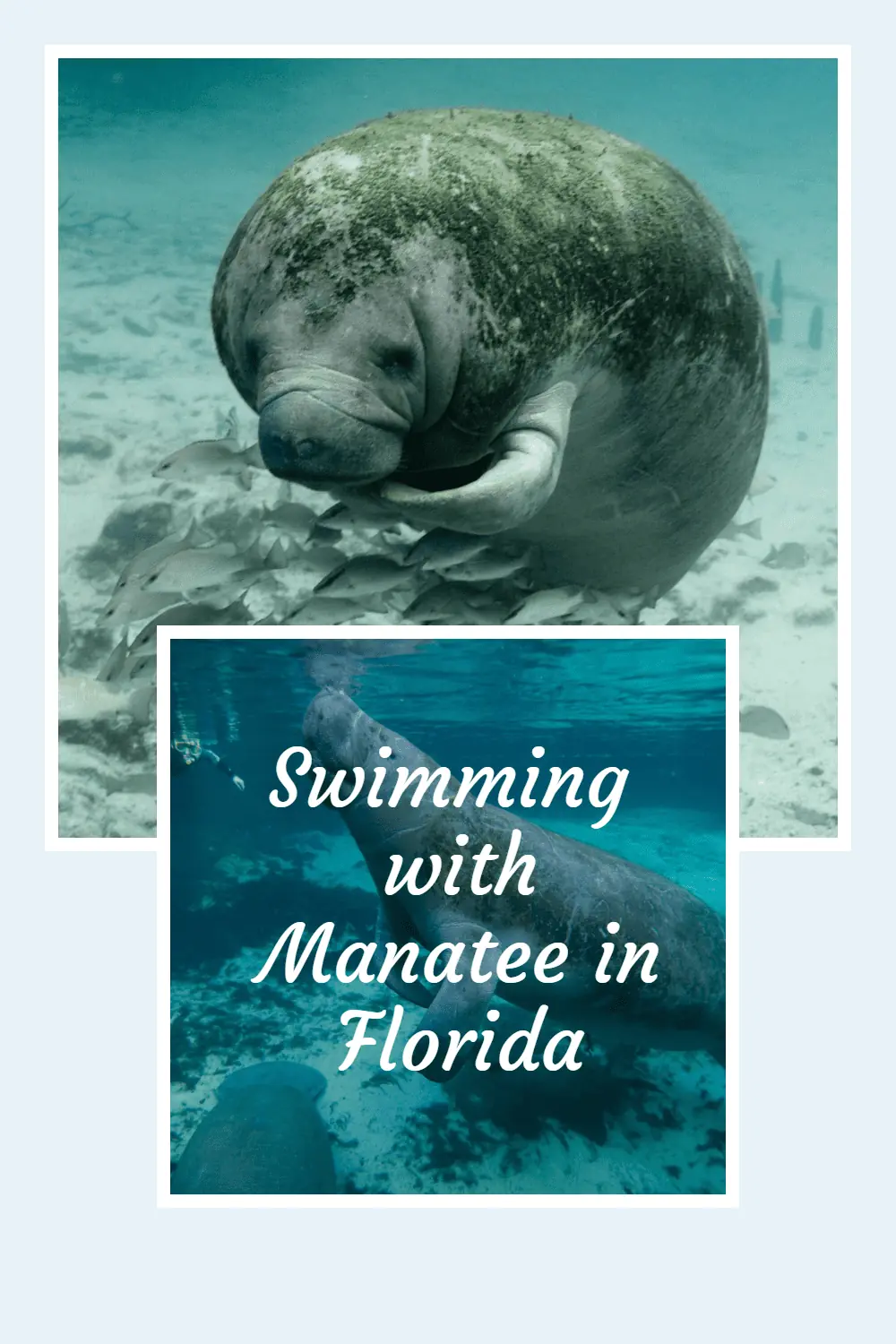 Are you looking for a family-friendly activity in the nature of Florida? Come swim with wild manatees on the Western Coast of Florida. #wildlifeencounter #manatees #Floridathingstodo