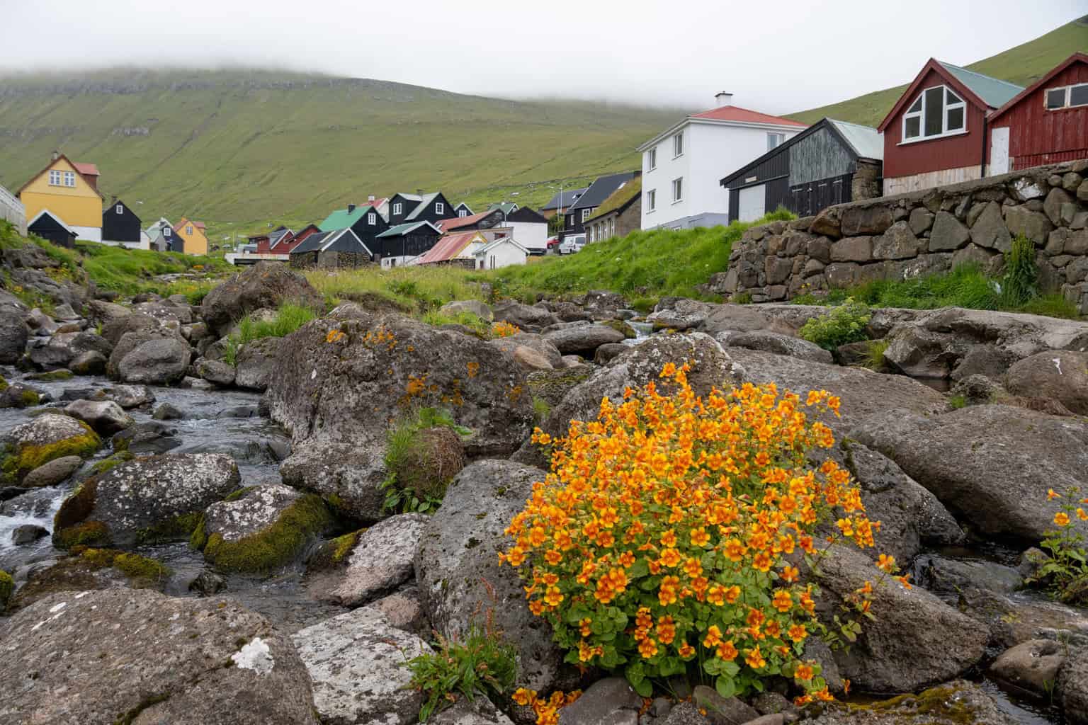 Flowers on the Faroes Isalnds