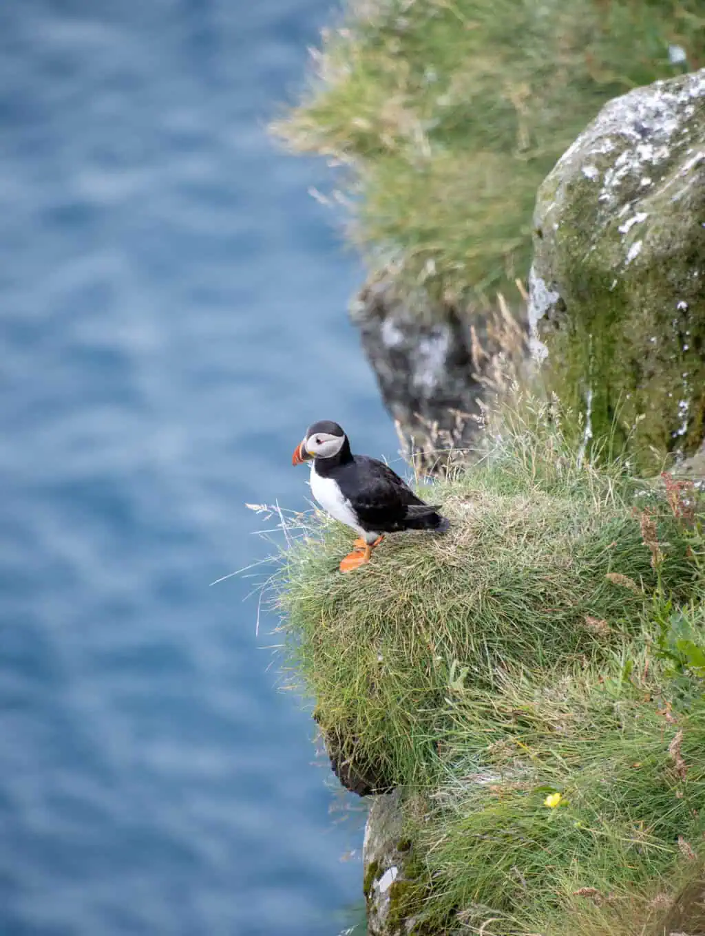 A puffin visible on the cliff going up the stairs starting the Puffin Hike in Gjogv, Faroe Islands. #FaroeIslands #HikingintheFaroes