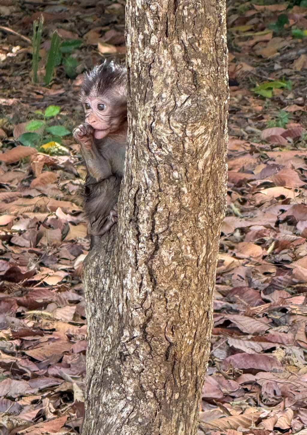 In the park in front of Angkor Wat you will see many monkeys! 