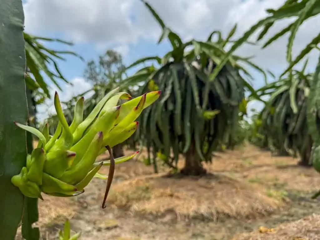 things to see in the Mekong Delta