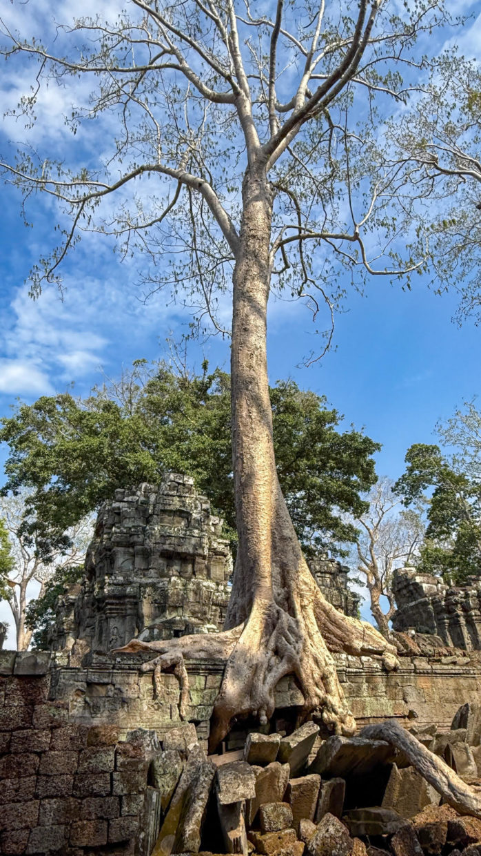 Visit the tree temple in the Angkor Archeological Complex