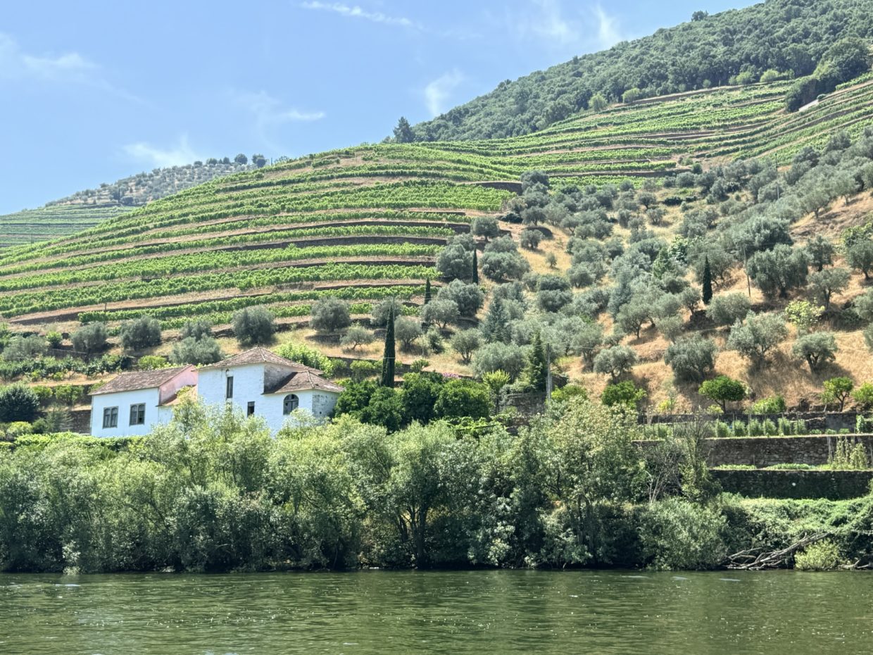 Douro wine region tour from Porto